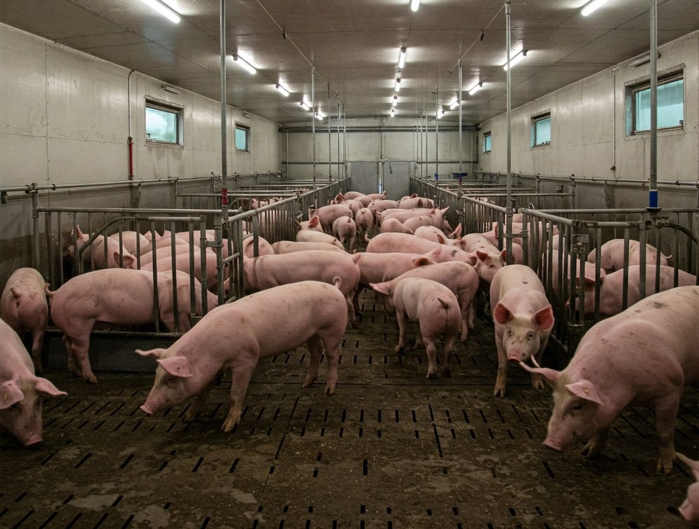 QUY TRÌNH MCREBEL TRONG KIỂM SOÁT TRẠI NỔ DỊCH TAI XANH (BÀI SỐ 3)